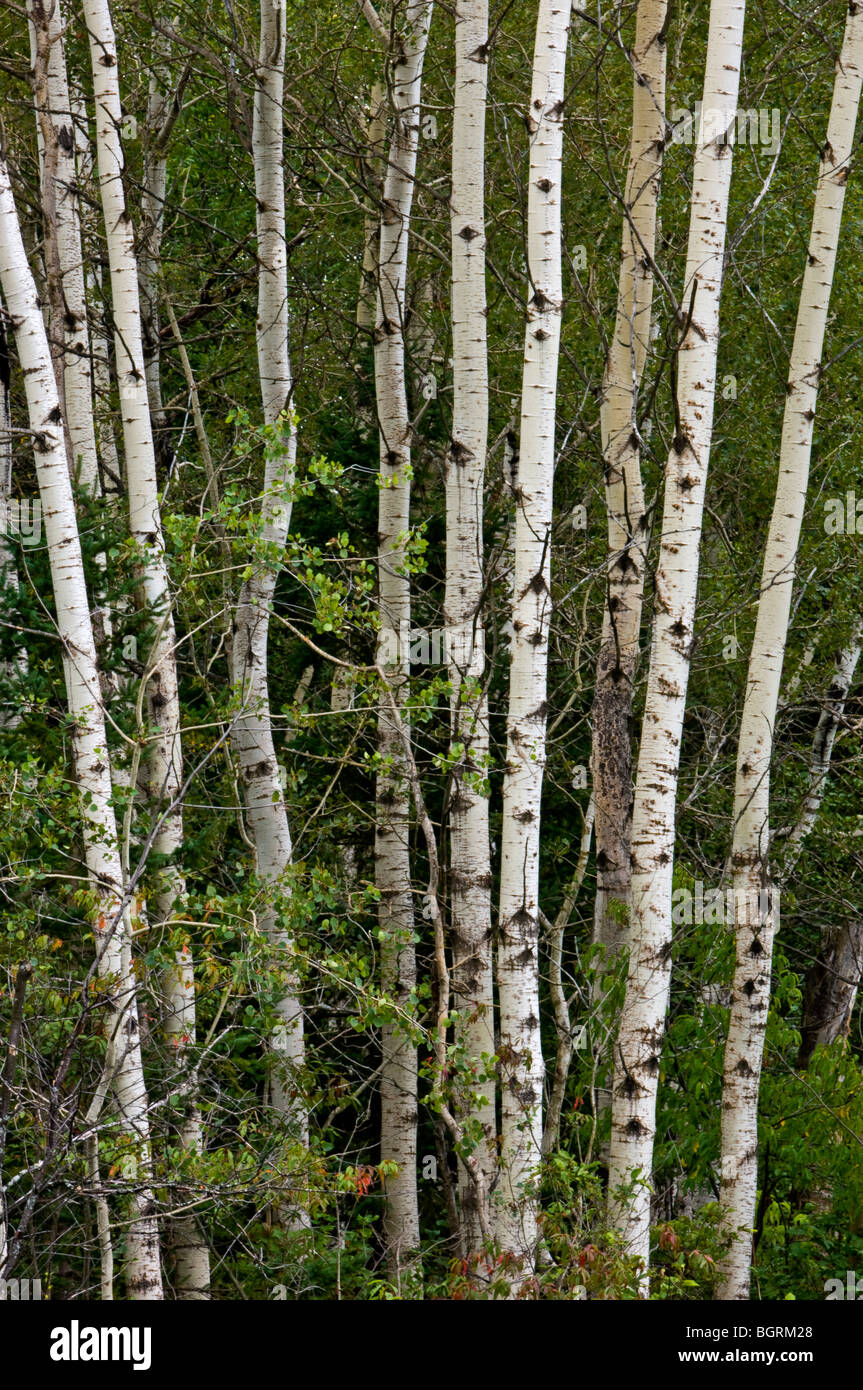 Le tremble (Populus tremuloides) Grove de lignes de maturité, le Grand Sudbury, Ontario, Canada Banque D'Images