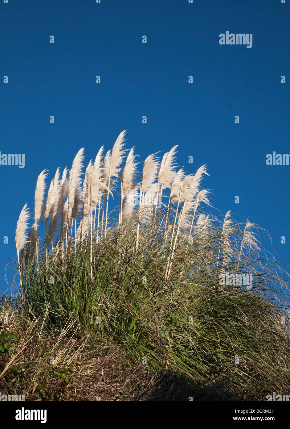 L'HERBE DE LA PAMPA EN JARDIN CONTRE CIEL BLEU DANS LE DEVON UK Banque D'Images