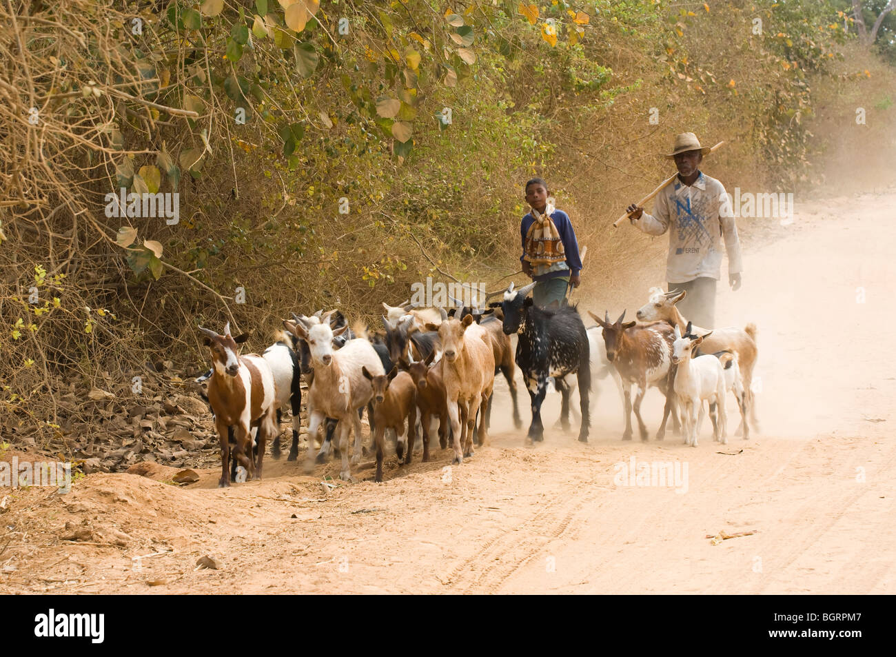 L'agriculteur les chèvres, Madagascar Banque D'Images