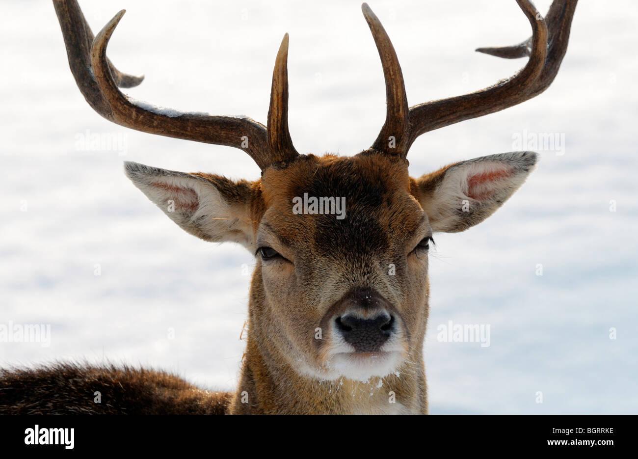 Les cerfs en hiver (les Pays-Bas) Elswout Overveen Banque D'Images