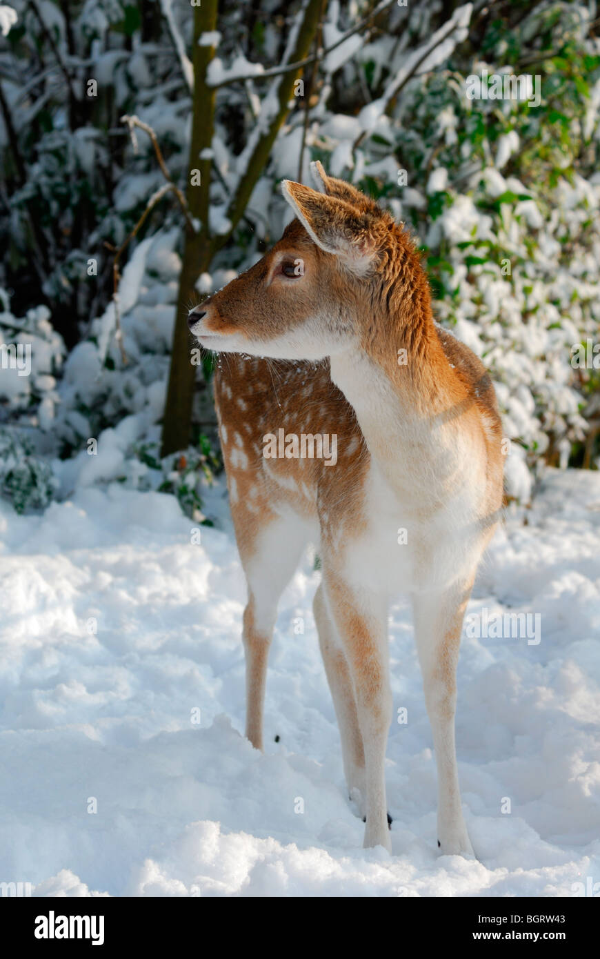 Cute deer en hiver (les Pays-Bas) Elswout Overveen Banque D'Images