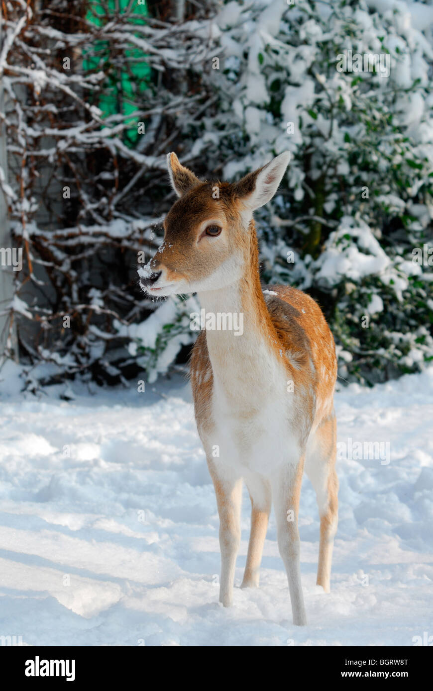 Cute deer en hiver (les Pays-Bas) Elswout Overveen Banque D'Images