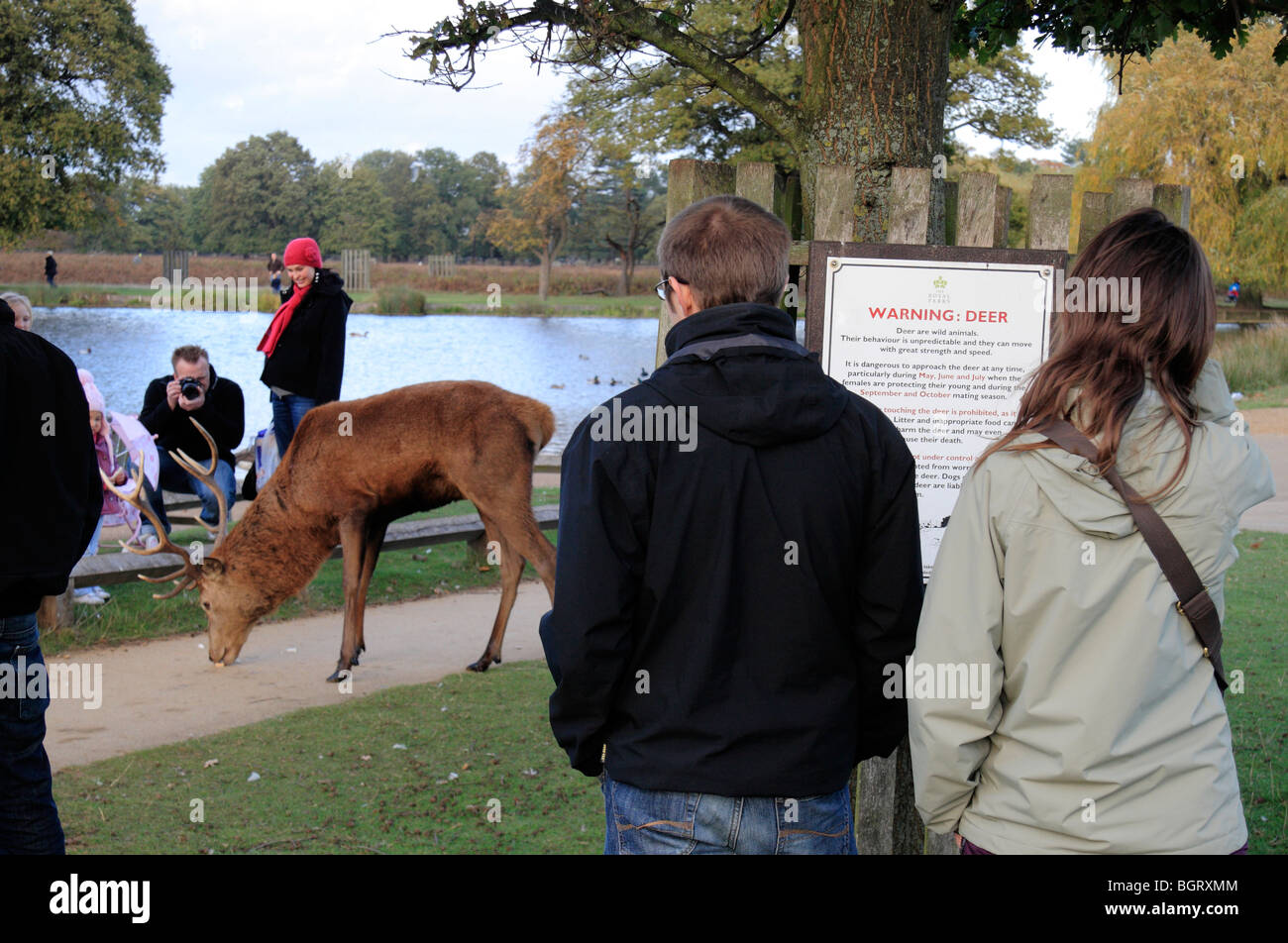 Un grand mâle red deer stag sur un chemin public à côté d'un petit étang Bushy Park, Richmond, Royaume-Uni. Banque D'Images