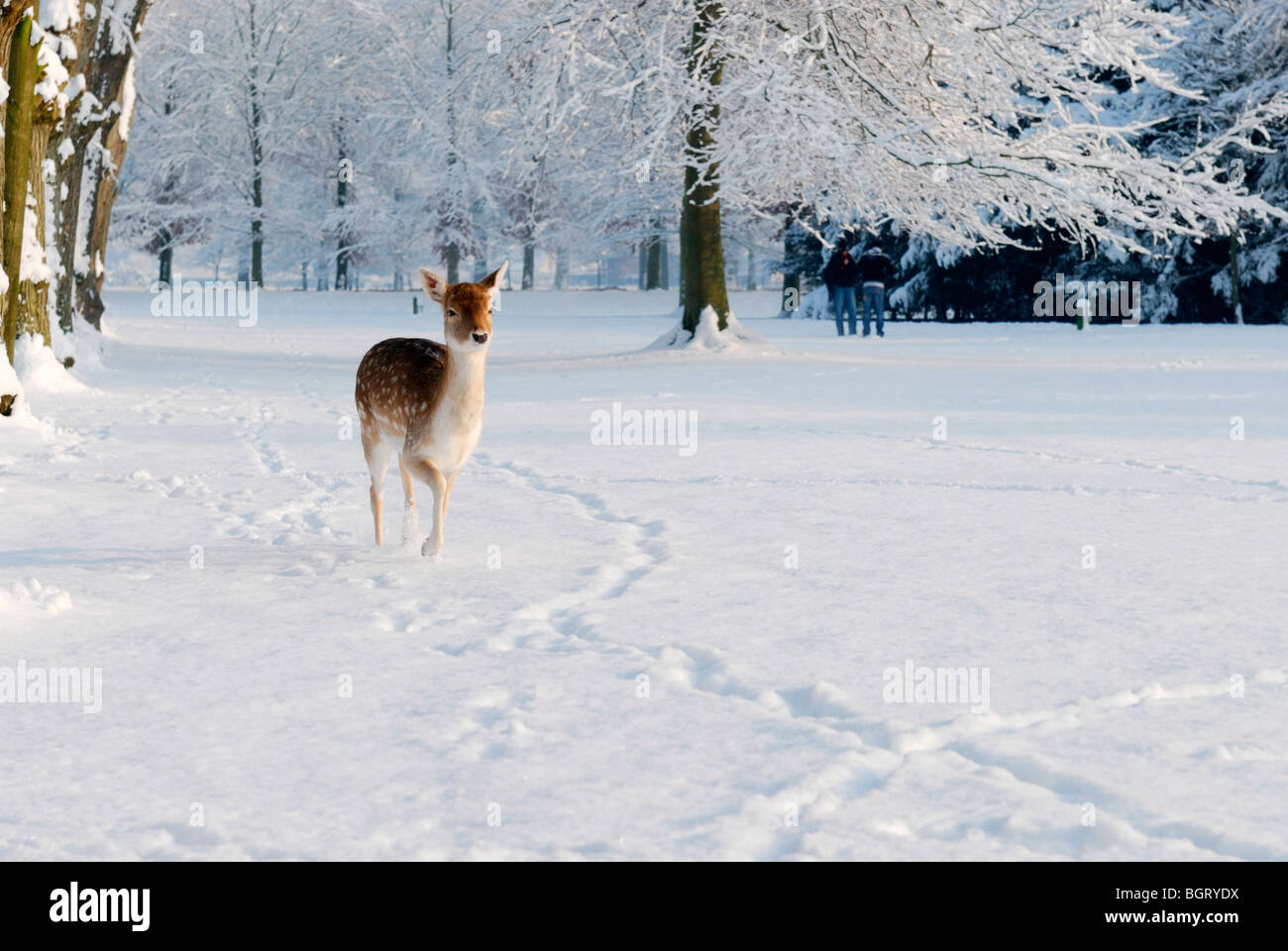 Cute deer en hiver (les Pays-Bas) Elswout Overveen Banque D'Images