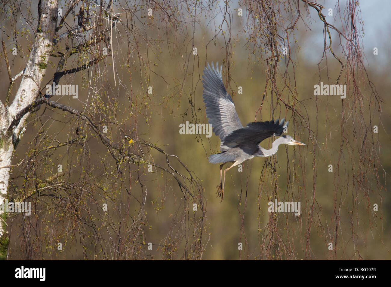 Héron cendré Ardea cinera en vol partant de nest Banque D'Images