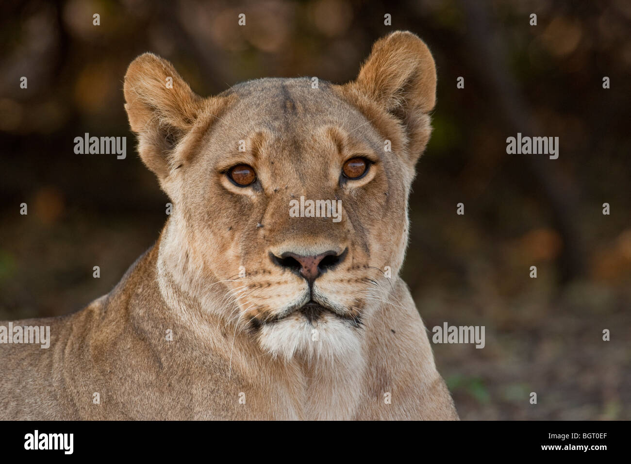 Portrait d'un lion sauvage dans le sud de l'Afrique. La photo a été prise dans le parc national de Chobe au Botswana. Banque D'Images