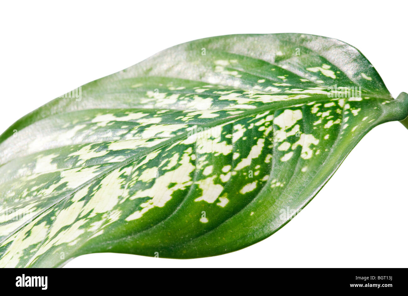 Fragment de feuilles tachetées Vert plante de la fenêtre 'Dieffenbachia' isolated on white Banque D'Images