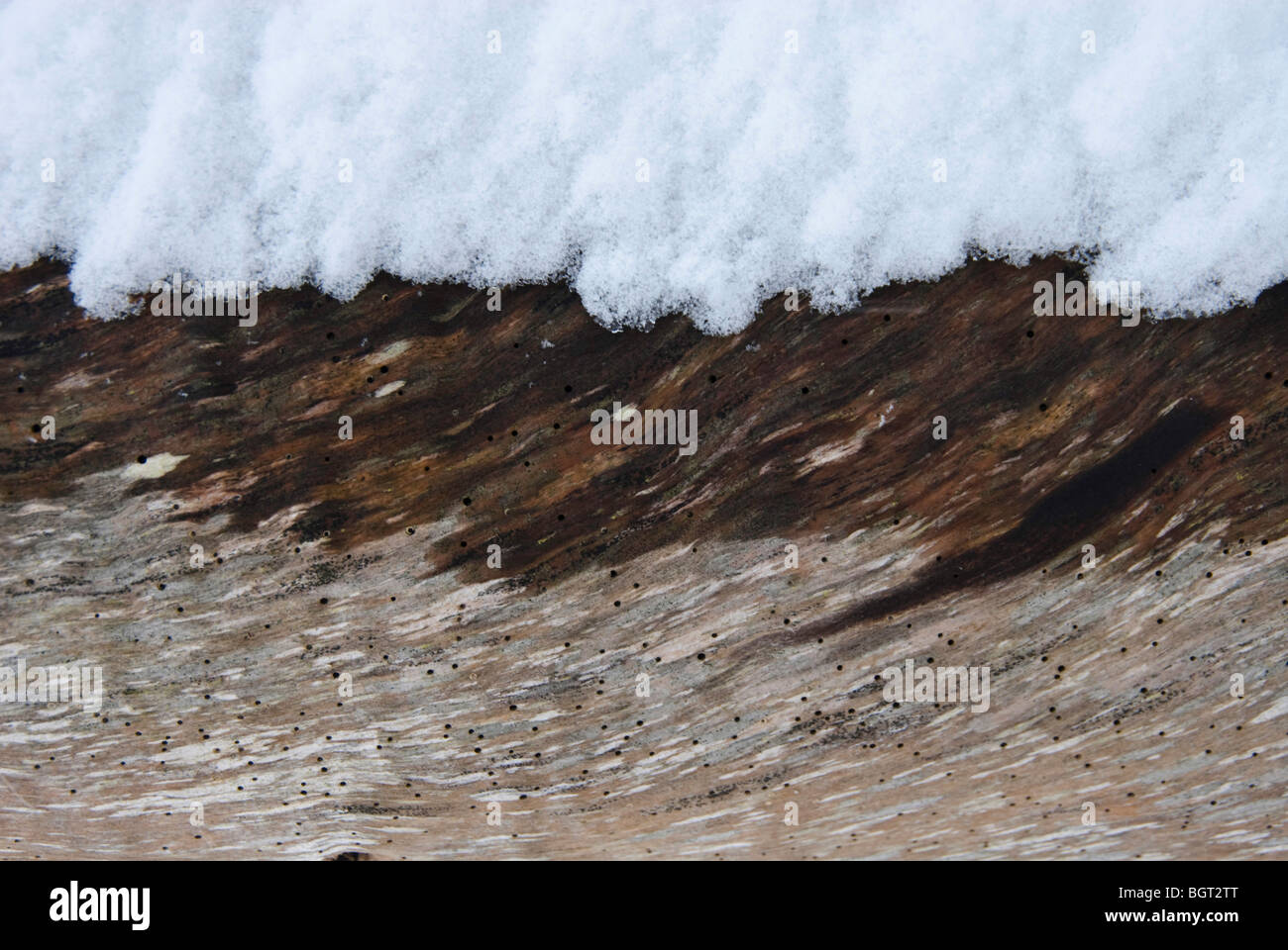 Neige sur un tronc d'arbre tombé avec woodworm Golf Polo Banque D'Images