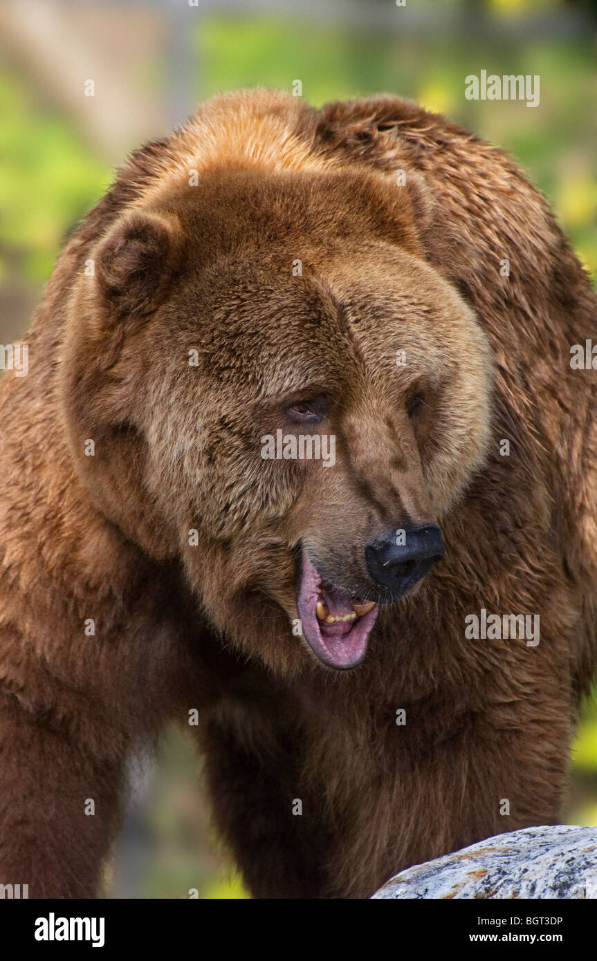 Arc Recourbe Statique Bear Kodiak 1951 K4 Vintage - 41 Lbs - Stratifié Alu - États-Unis