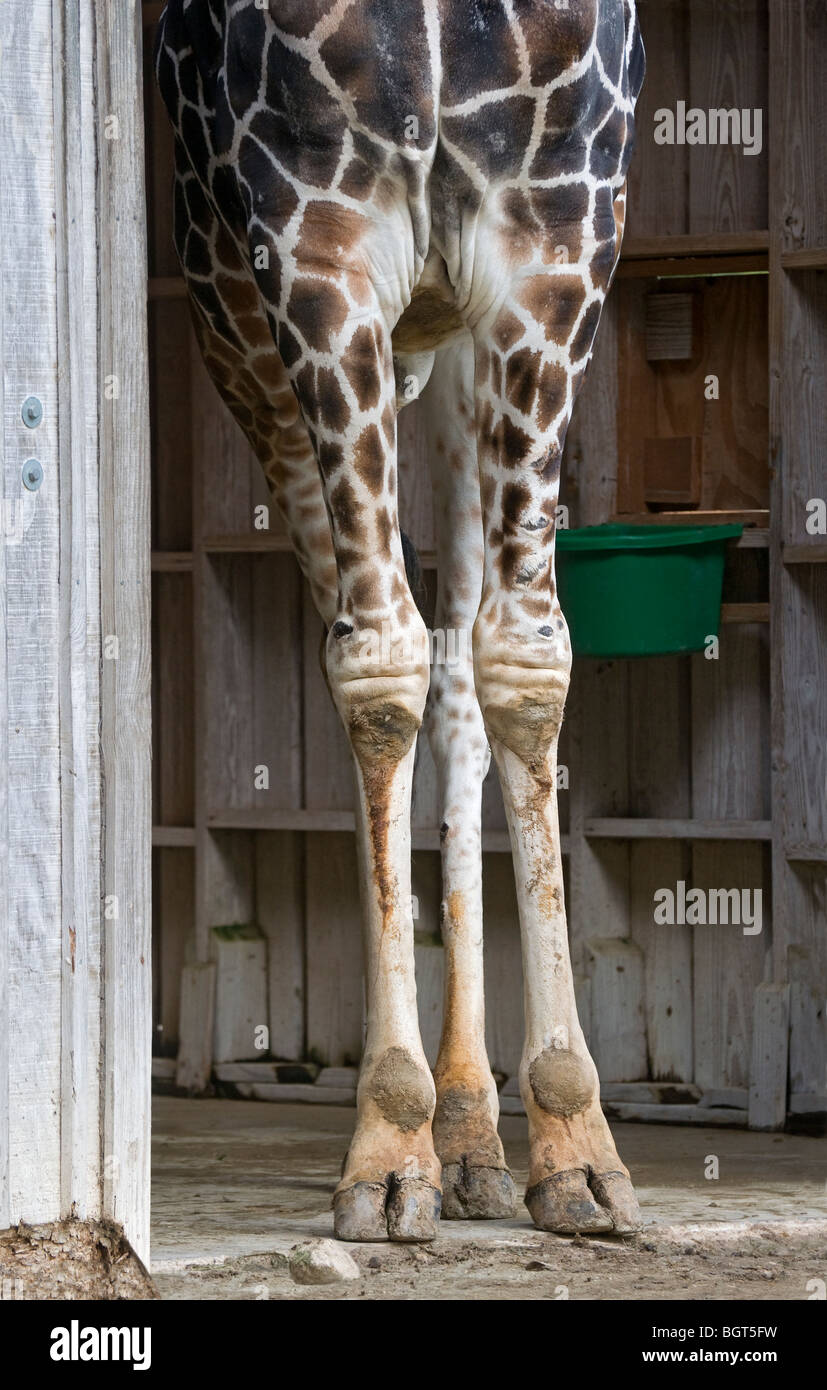 Giraffe feet Banque de photographies et d'images à haute résolution - Alamy
