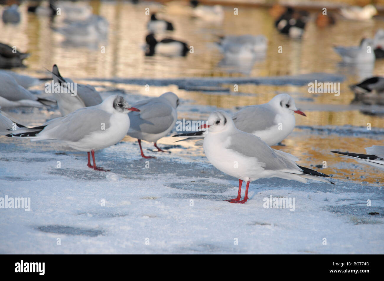 Une ville avec étang gelé semi mouettes noir debout sur la glace avec une variété de canards nageant dans l'arrière-plan. Banque D'Images