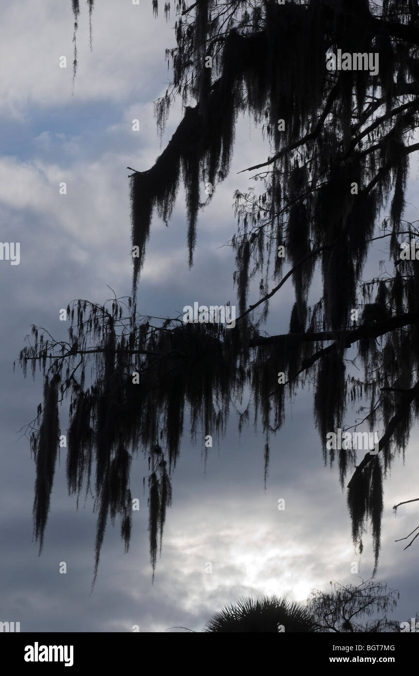 Arbres de cyprès chauve avec de la mousse espagnole pendaison de branches en fin d'après-midi à Silver Springs Florida Banque D'Images