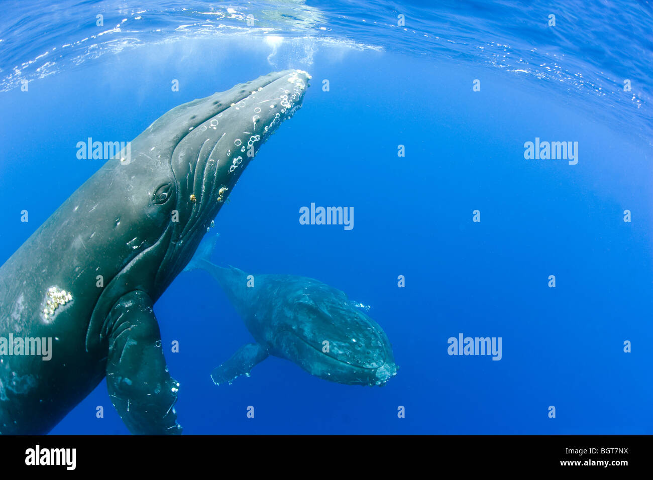 Les baleines à bosse à Maui hawaii natation sous-marine jusqu'à bateau d'observation des baleines Banque D'Images