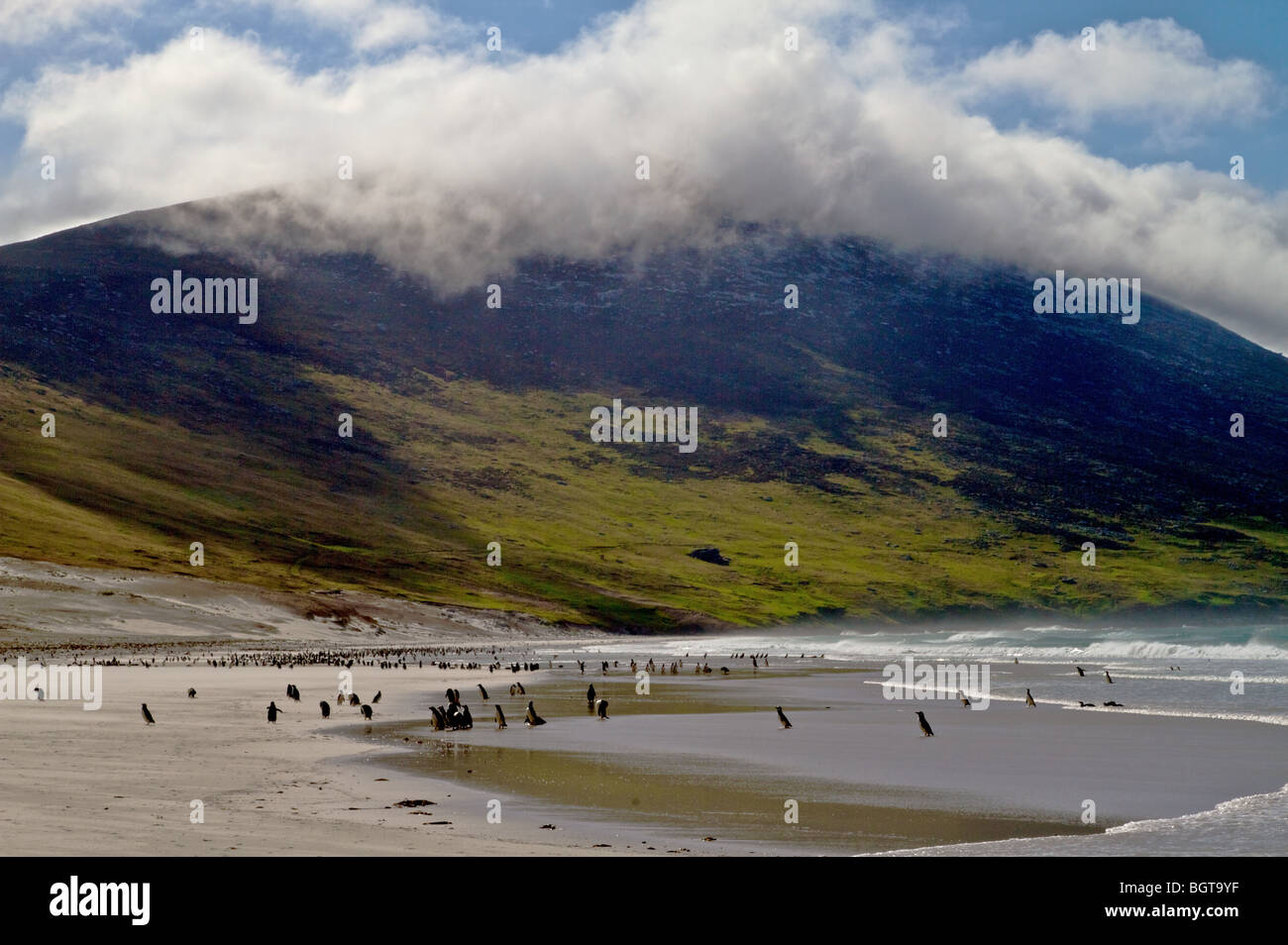 Et manchots de Magellan sur la plage à l'Île Saunders, îles Falkland (Îles Malvinas) Banque D'Images