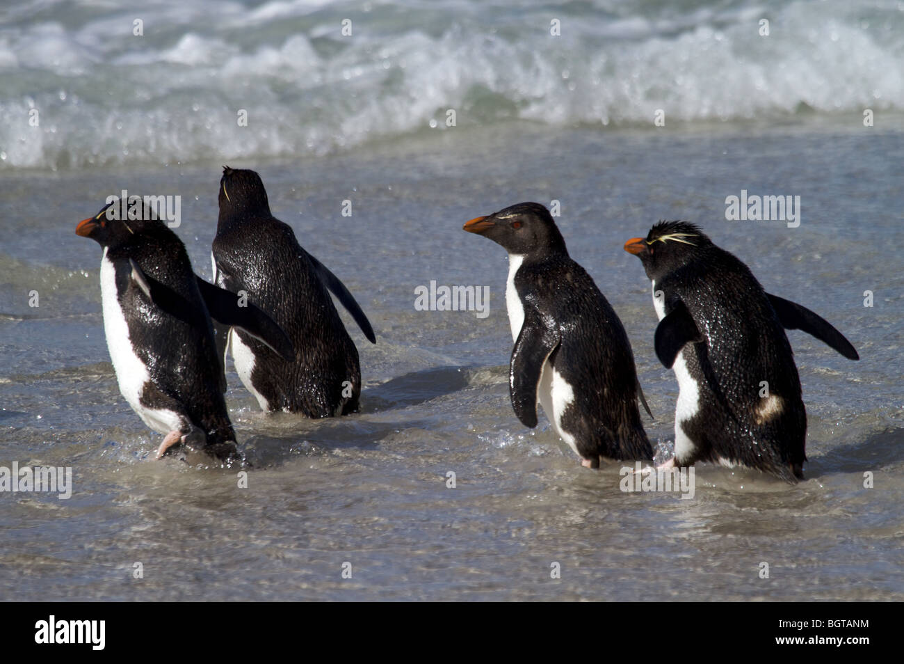 Gorfous sauteurs dans les îles Falkland Banque D'Images