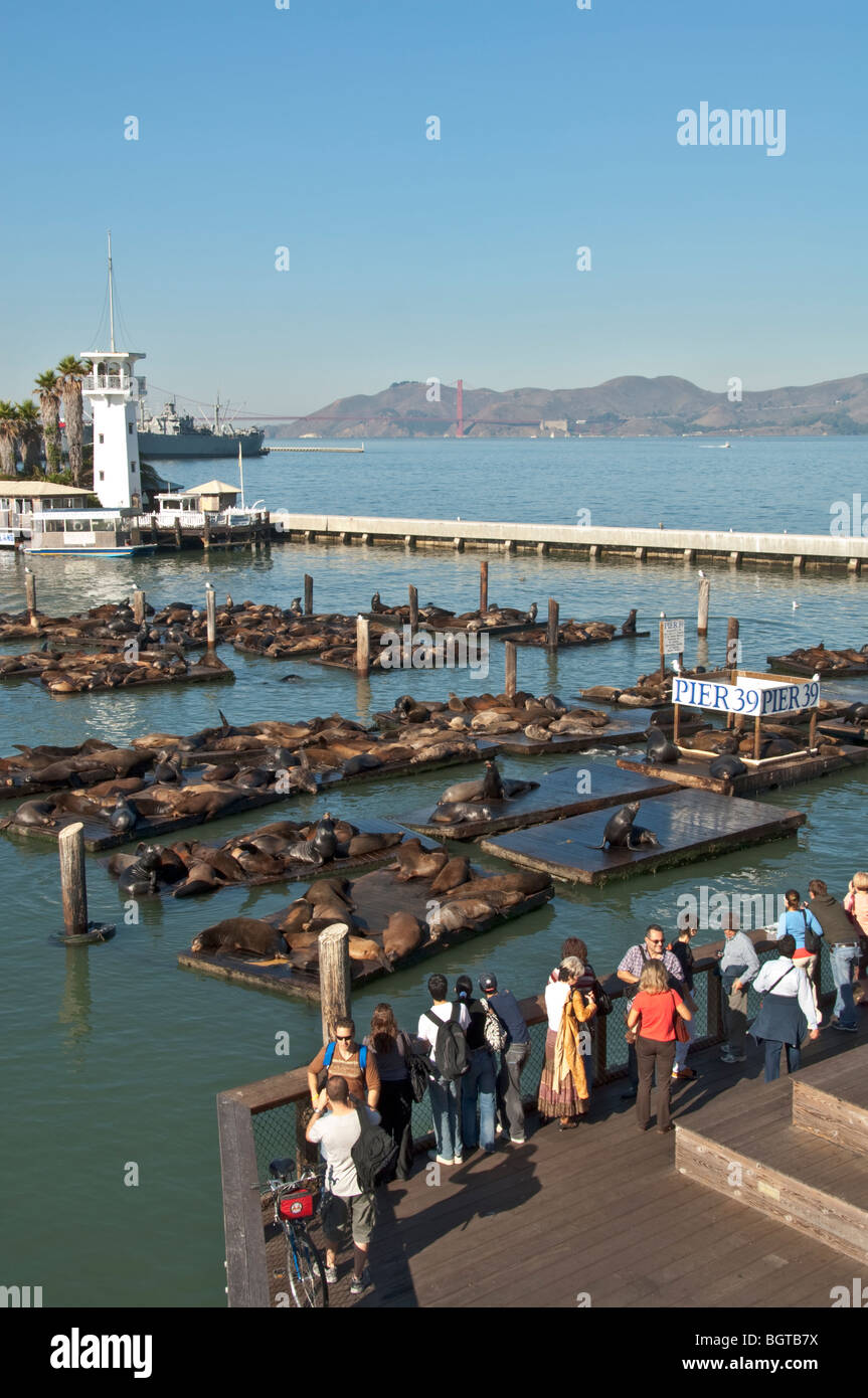 La Californie San Francisco Fisherman's Wharf Pier 39 visiteurs voir l'Otarie de Californie Zalophus californianus Banque D'Images