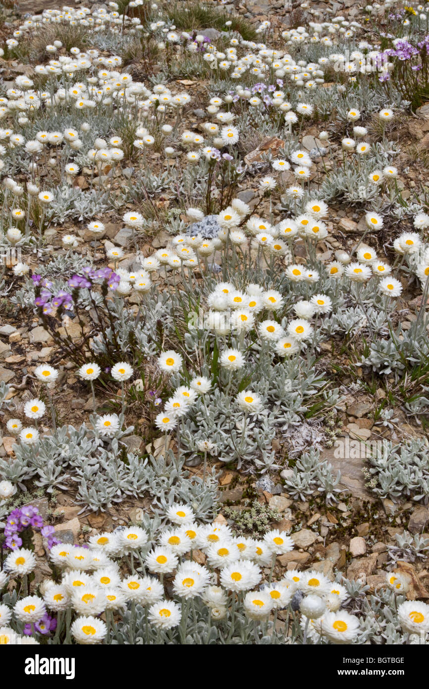 Fleurs alpines Banque D'Images