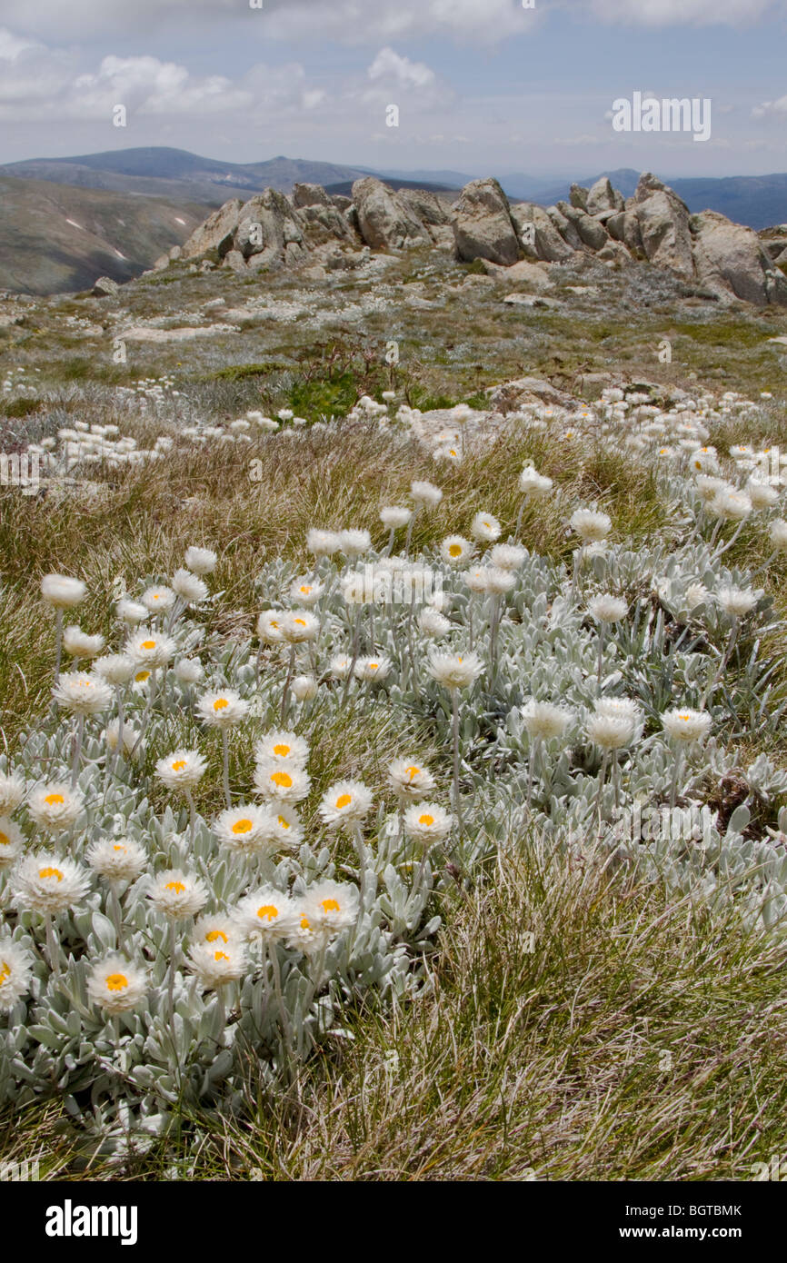 Fleurs alpines Banque D'Images