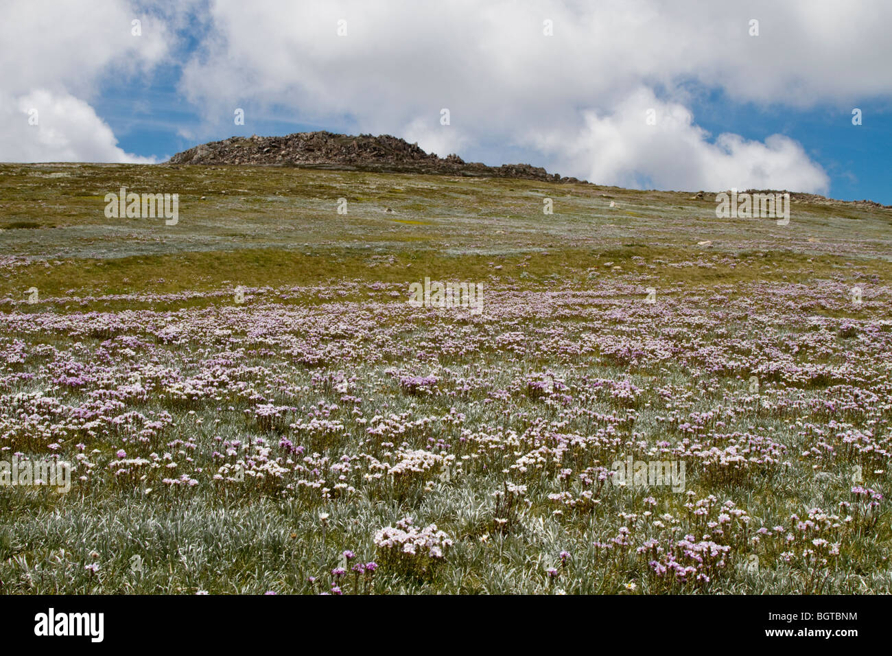 Fleurs des Alpes le mont Kosciuszko Banque D'Images