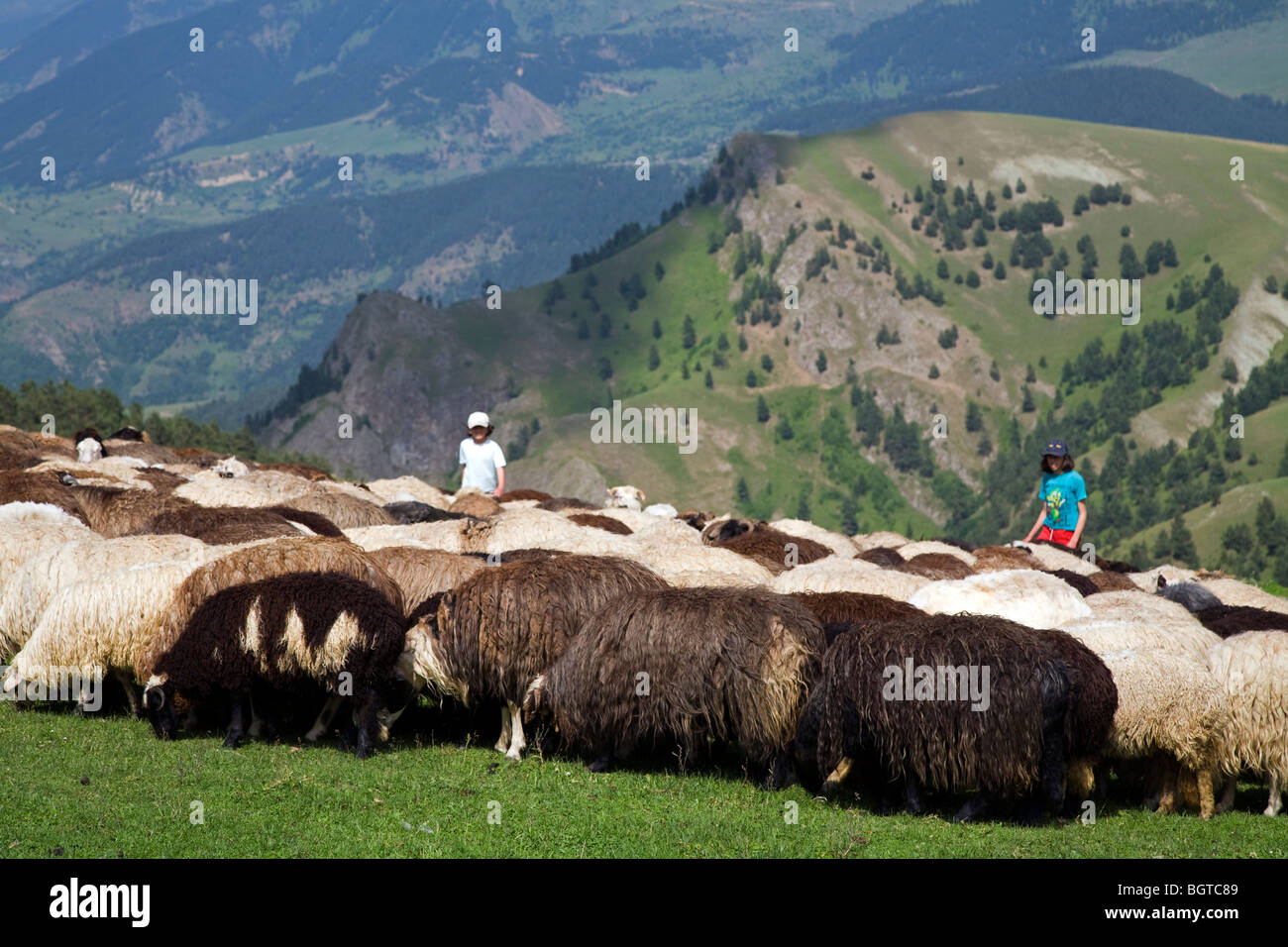 Les filles et de l'élevage de berger, Ardanuc Artvin Turquie Banque D'Images