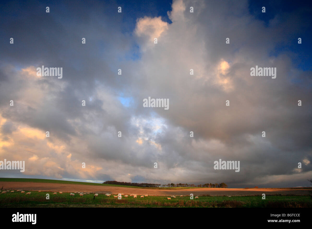 Des moutons paissant sur les terres agricoles sous un grand ciel de Norfolk. Banque D'Images