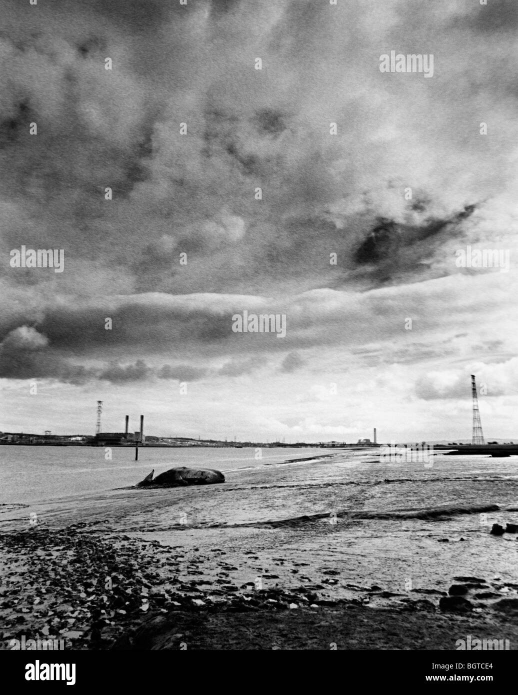 Un cachalot morts échoués sur l'estuaire de la Forth à l'ouest d'Édimbourg Banque D'Images