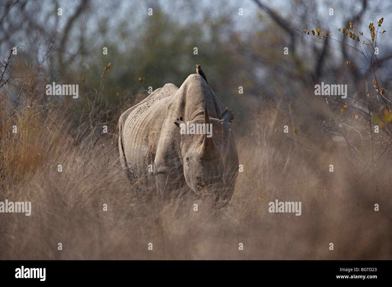 Le Rhinocéros noir (Diceros bicornis) dans l'herbe, Kruger National Park, Mpumalanga , Afrique du Sud Banque D'Images