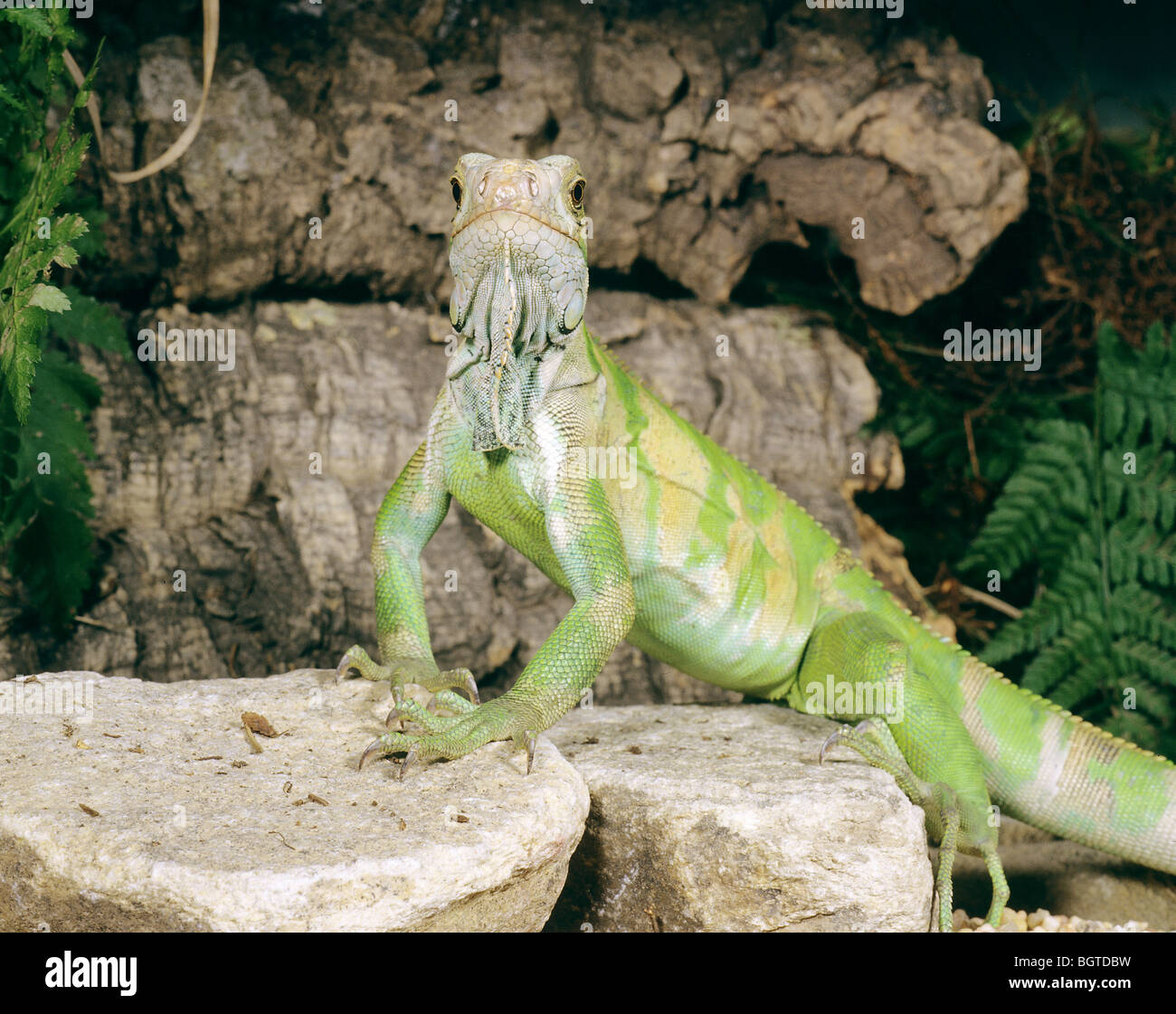 Iguane vert - Comité permanent sur les roches / Iguana iguana Banque D'Images