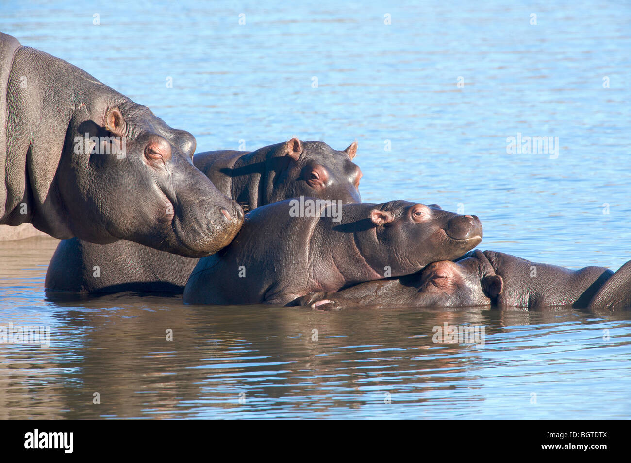 Vue rapprochée de l'Hippopotame (Hippopotamus amphibius) soleil au bord, Tala Game Reserve, KwaZulu-Natal, Afrique du Sud Banque D'Images