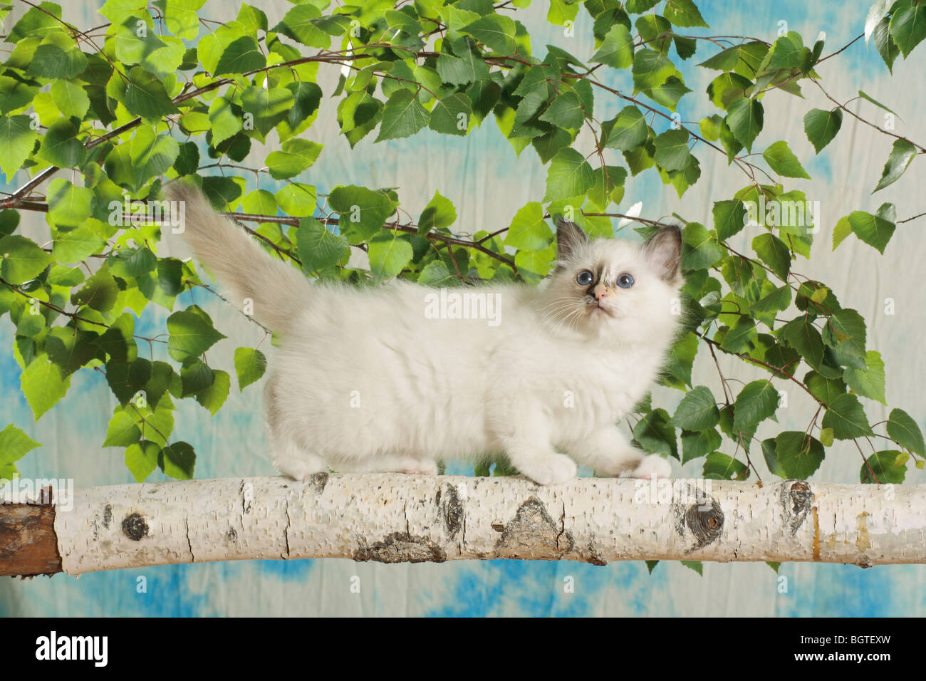 Chat Sacré de Birmanie - chaton sur branch Banque D'Images Chat Sacré de Birmanie - chaton sur branch Banque D'Images