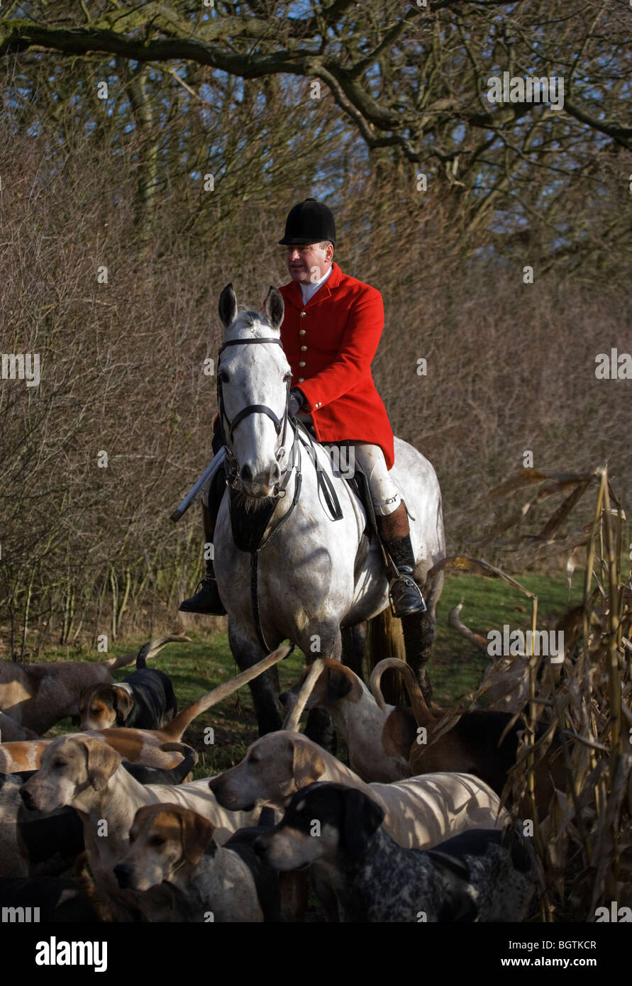 Chasse chasseur hunt red fox rider Angleterre horse Banque D'Images