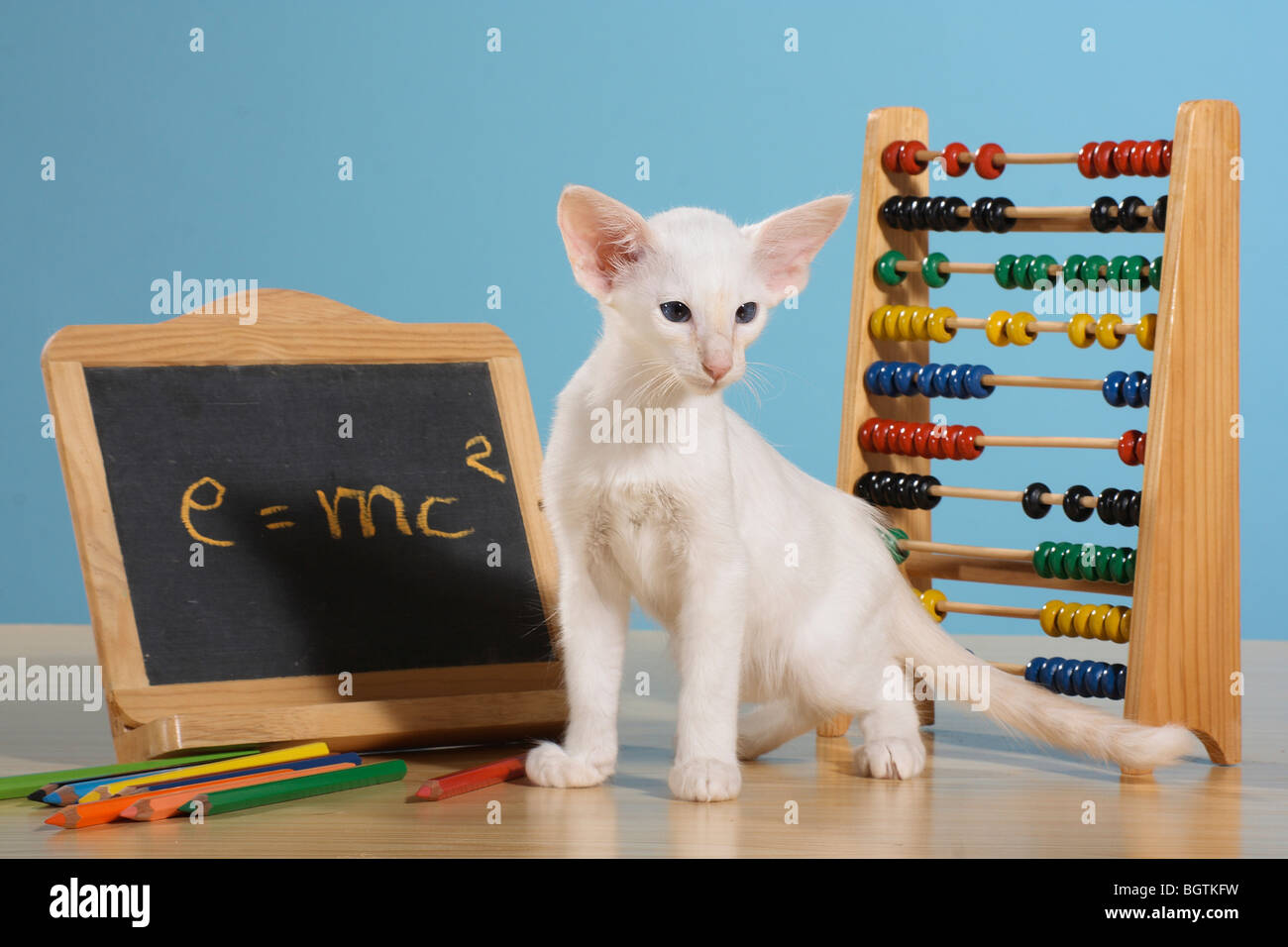 Balinaises chat - chaton debout avec tableau noir et cadre de calcul Banque D'Images