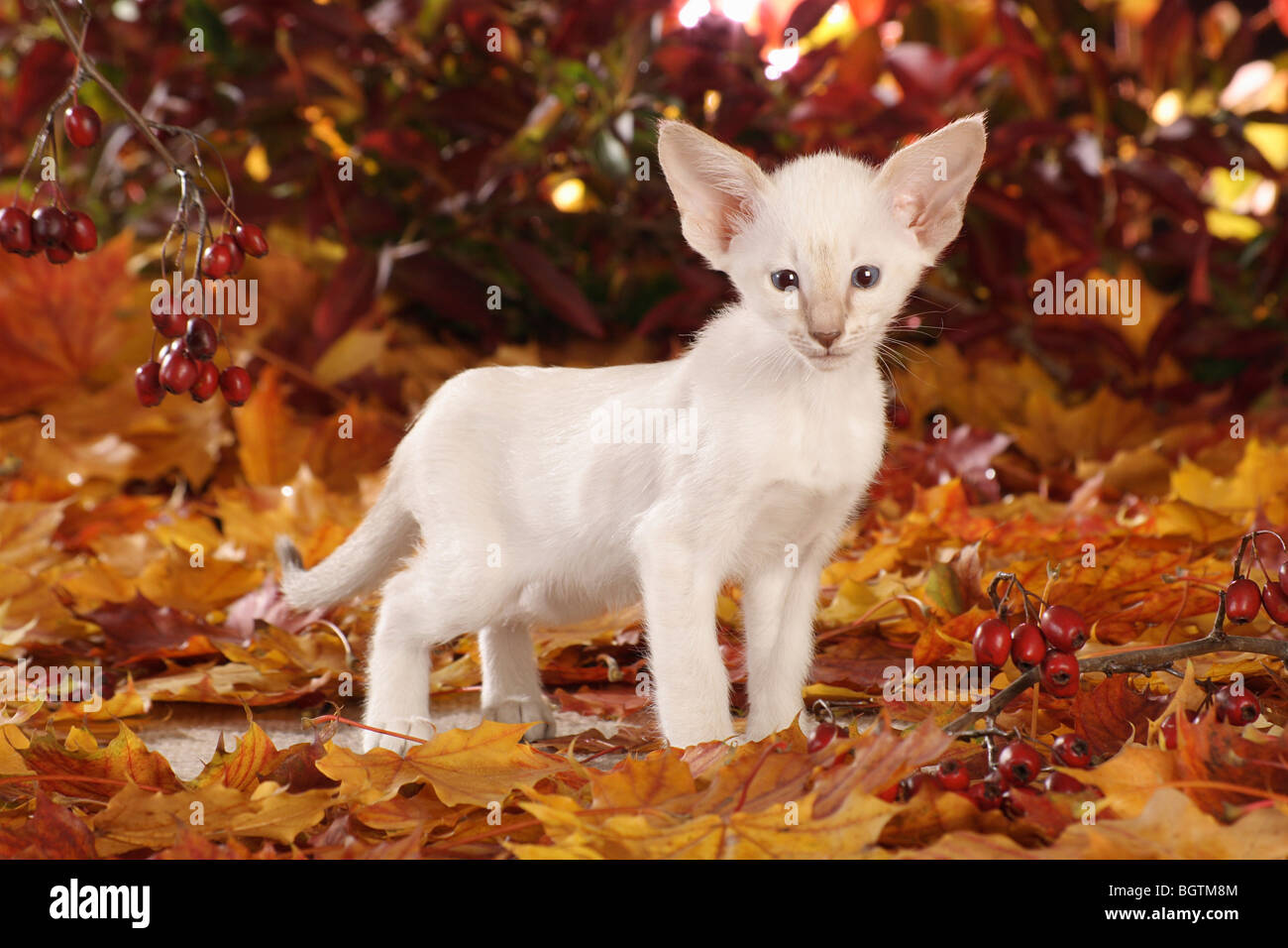 Siamese Cat - chaton debout dans le feuillage d'automne Banque D'Images Siamese Cat - chaton debout dans le feuillage d'automne Banque D'Images