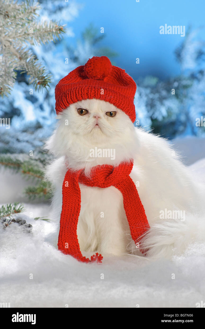 Chat persan avec foulard et cap - assis dans la neige Banque D'Images Chat persan avec foulard et cap - assis dans la neige Banque D'Images
