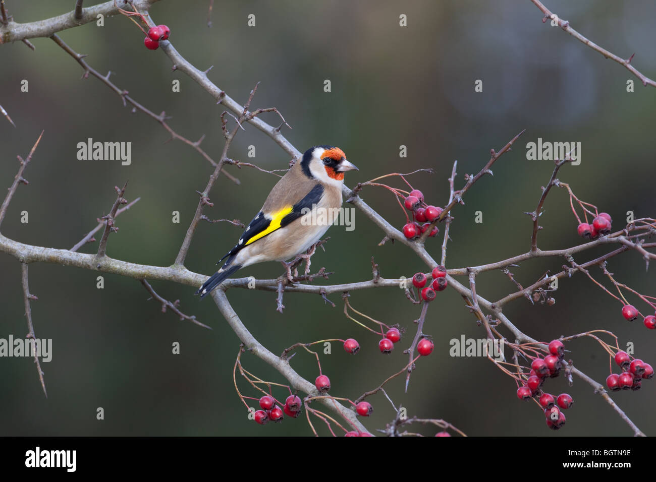 Goldfinch Carduelis carduelis sur Hawthorn Berries Banque D'Images