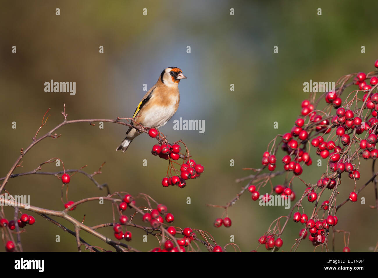 Goldfinch Carduelis carduelis sur Hawthorn Berries Banque D'Images