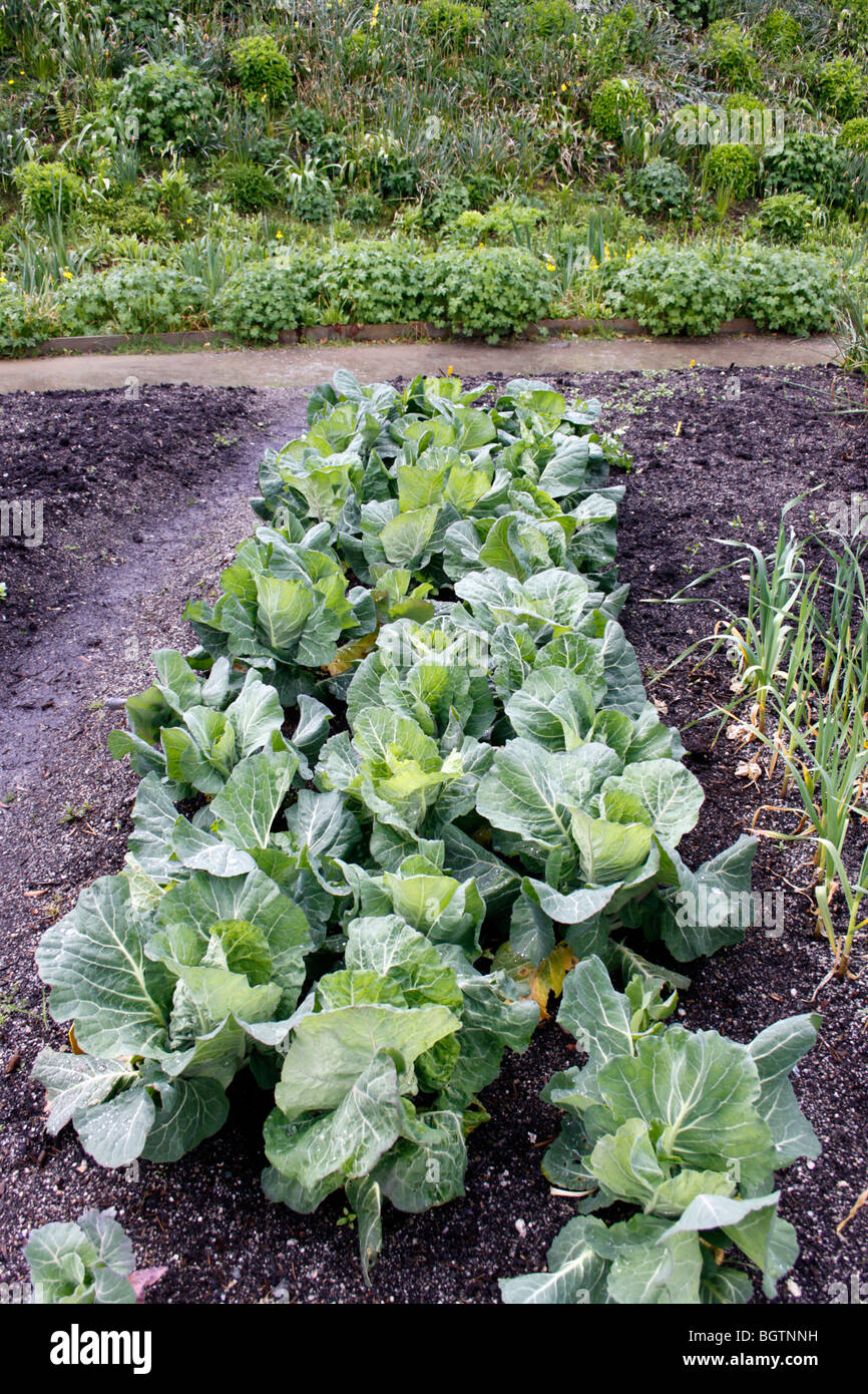 Un patch de chou DANS UN PETIT POTAGER. Banque D'Images
