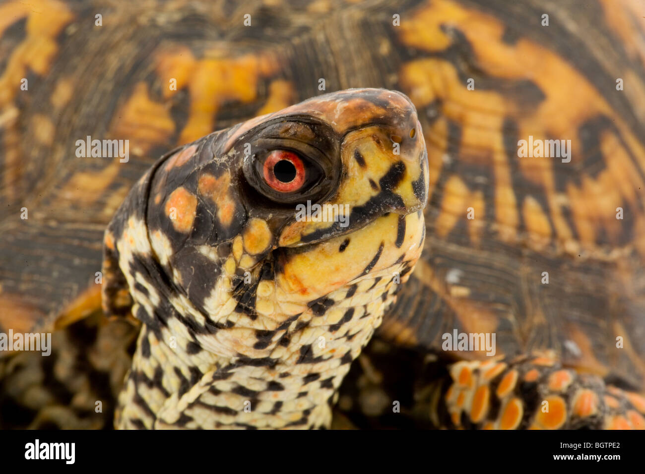 Des profils Tortue tabatière (Terrapene carolina carolina) Banque D'Images