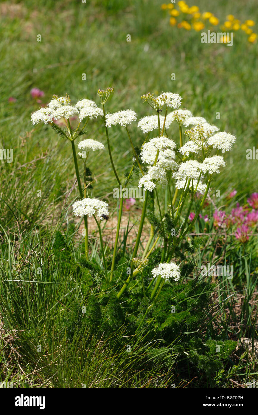 Baldmoney Spignel (Meum athamanticum ou floraison) à 2000m près du col de Puymorens, Pyrénées-Orientales, France. Banque D'Images
