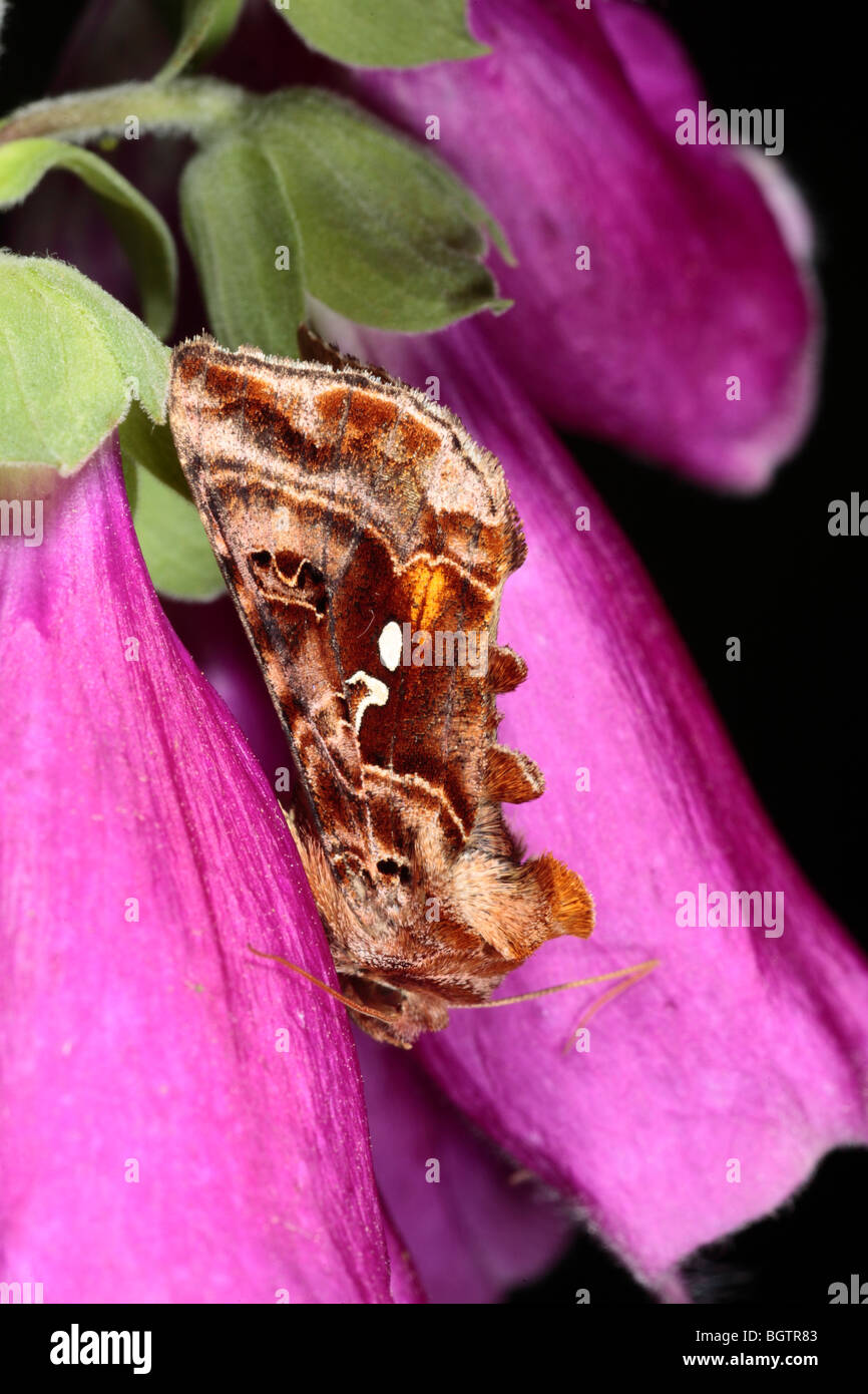 Belle Golden y pêcher (Autographa pulchrina). Powys, Pays de Galles. Banque D'Images