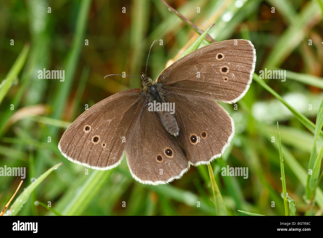 (Un papillon Aphantopus hyperantus). Powys,Pays de Galles. Banque D'Images