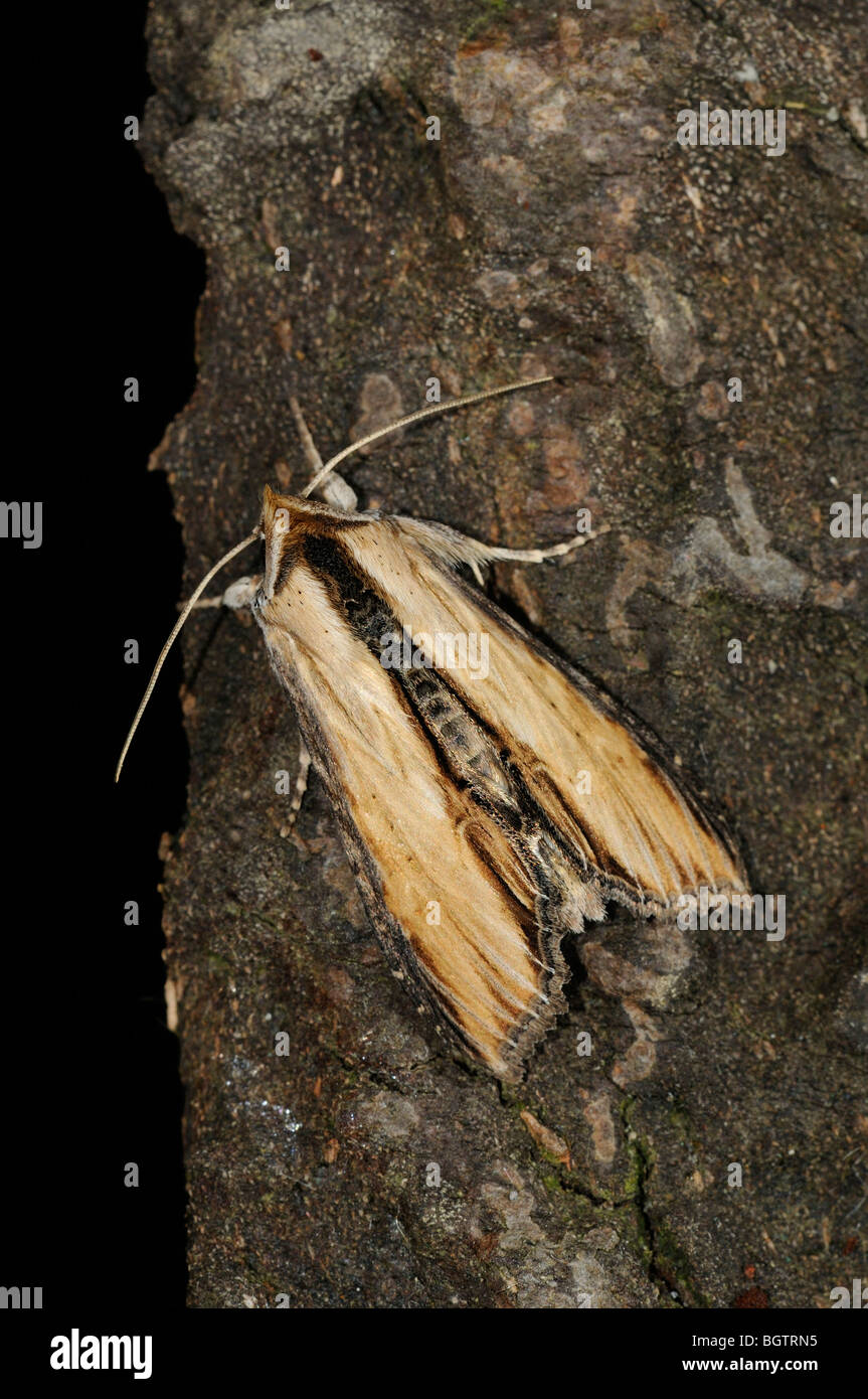 Mullein Moth Requin (Shargacucillia verbasci) reposant sur l'écorce des arbres, dans l'Oxfordshire, UK. Banque D'Images