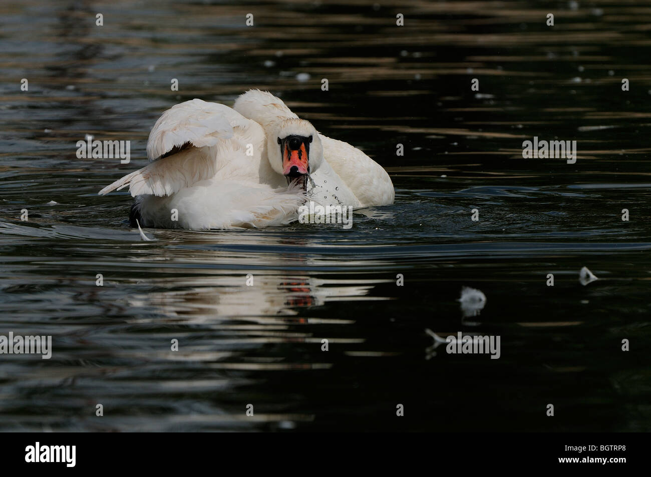 Mute Swan (Cygnus olor) sur l'eau, au lissage, Oxfordshire, UK. Banque D'Images