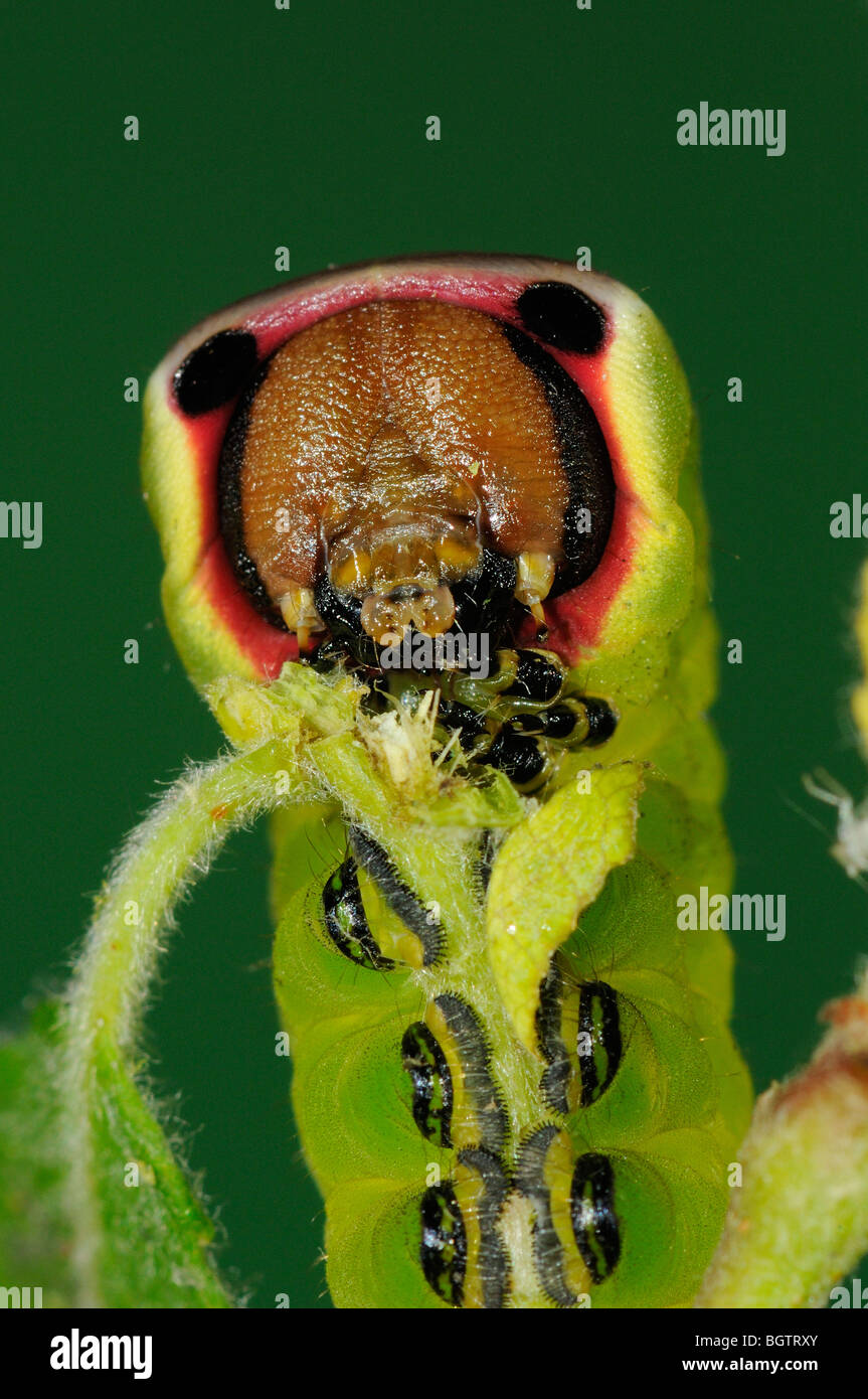 Puss Moth (Cerura vinula) Gros plan sur l'alimentation de Caterpillar willow chèvre, Oxfordshire, UK. Banque D'Images