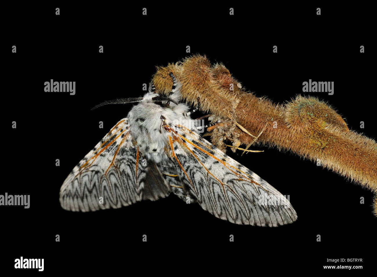 Puss Moth (Cerura vinula) reposant sur la nuit des rameaux, Oxfordshire, UK. Banque D'Images