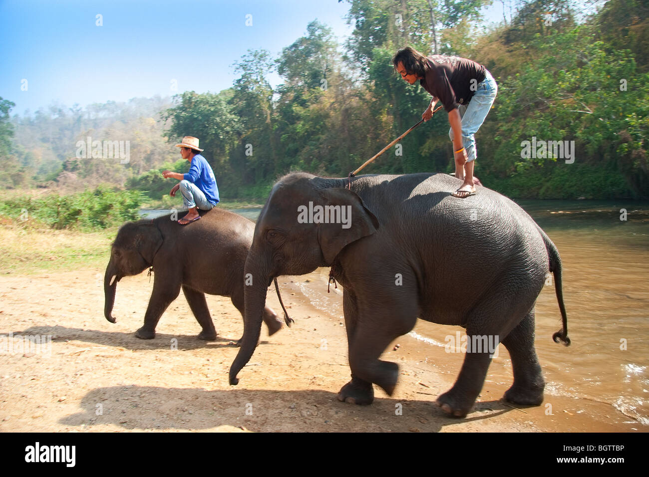 Elephant Camp, bébé éléphant Banque D'Images
