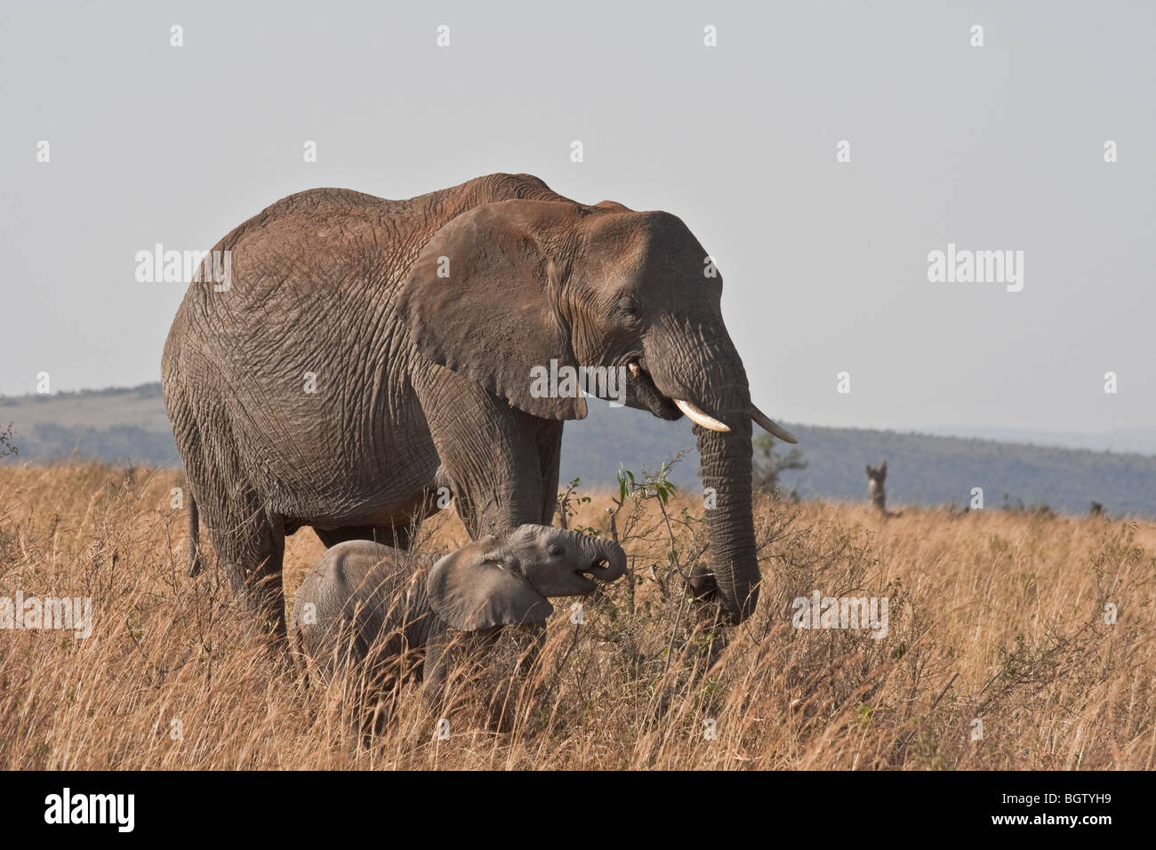 L'Eléphant d'Afrique femelle adulte avec bébé. Banque D'Images