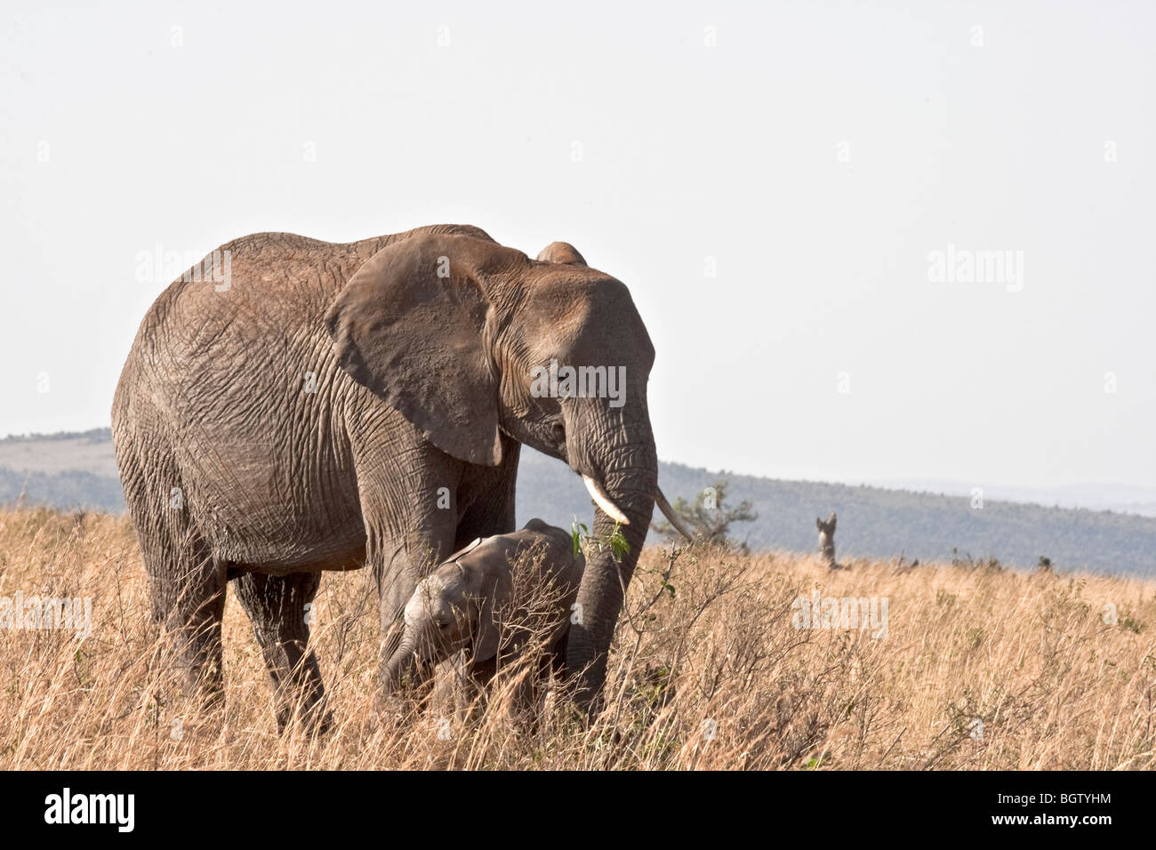 L'Eléphant d'Afrique femelle adulte avec bébé. Banque D'Images