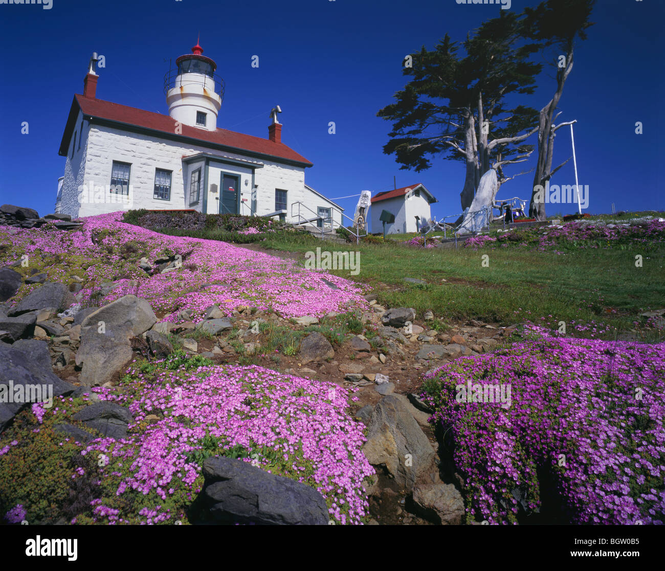 Californie - ice plant fleurit à Battery Point historique phare de la Crescent City. Banque D'Images