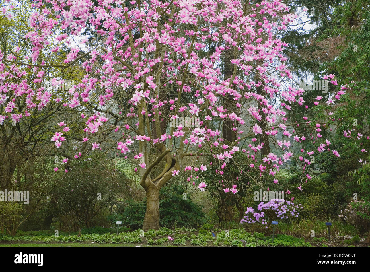 Arbre fleuri Banque D'Images